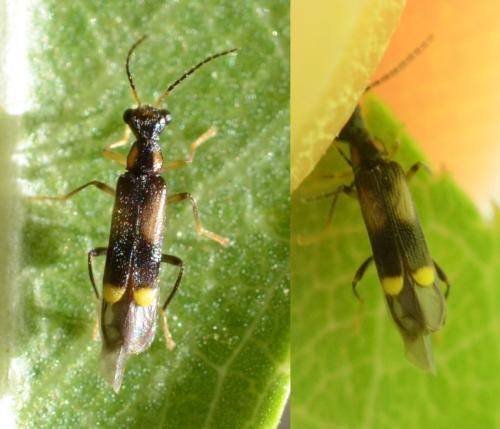 Réf. 303 259 : Malthinus sp.